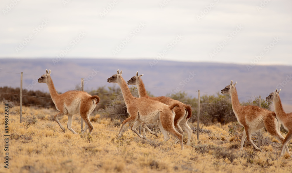Naklejka premium Guanacos Salvajes en los Campos de Patagonia