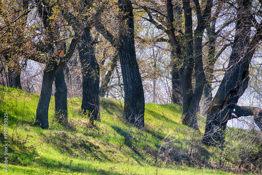 Spring forest with a lush vegetation at the river Spring forest with a lush vegetation at the river
