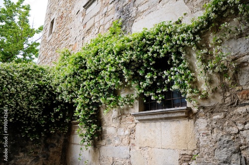 Jasmine bush with small white flowers on the stone wall of the building
