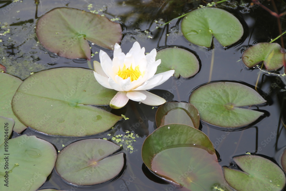 Seerose Seerose