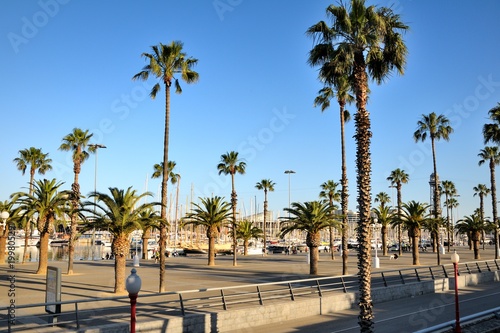 Wide street with palm trees, blue sky. Embankment of Barcelona, Spain.