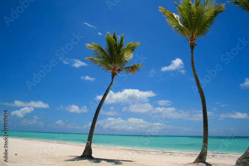 Crooked Palm trees in Dominican Republic Beach