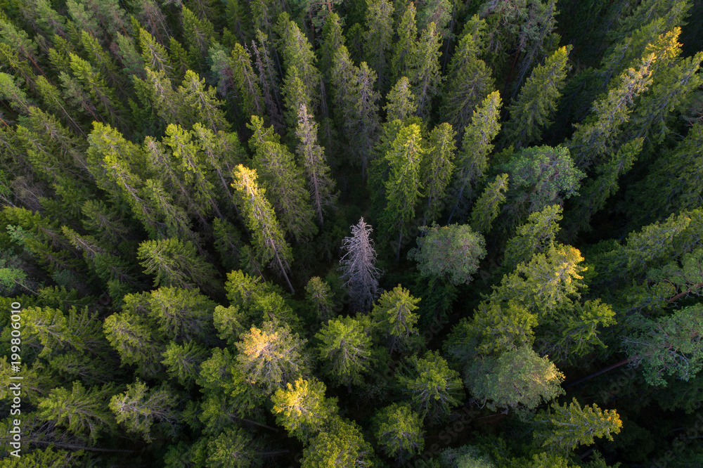 Aerial view of green taiga forest aka boreal forest Aerial view of green taiga forest aka boreal forest