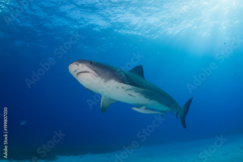 Tiger shark Bahamas © hakbak