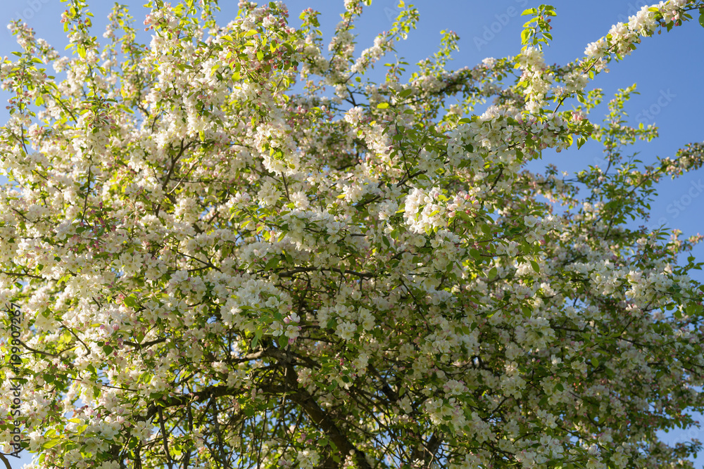 closeup blossoming apple tree with pink flowers in a garden closeup blossoming apple tree with pink flowers in a garden