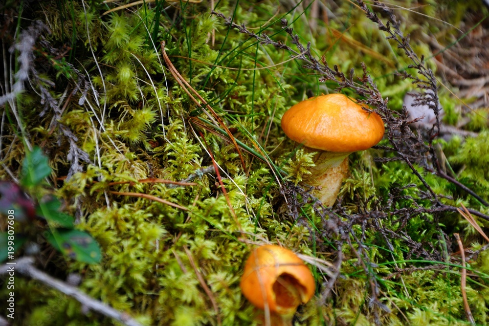 Yellow mushrooms in the forest. The snail sits on the mushroom. Yellow mushrooms in the forest. The snail sits on the mushroom.