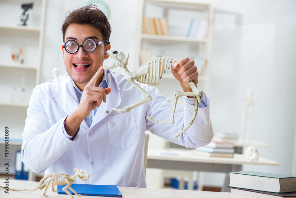 Funny crazy student doctor studying animal skeleton Funny crazy student doctor studying animal skeleton