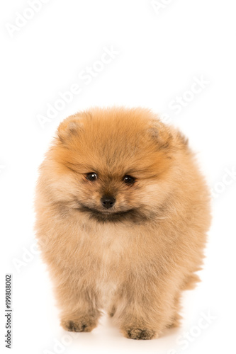 cute Little young pomeranian cob isolated over white