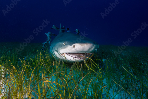 Lemon shark Bahamas photo