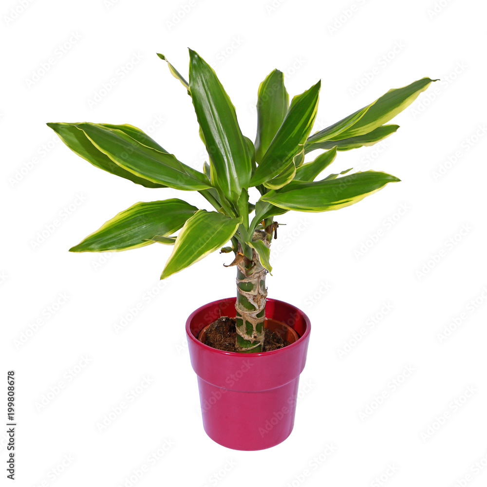 Dracaena Dracaena