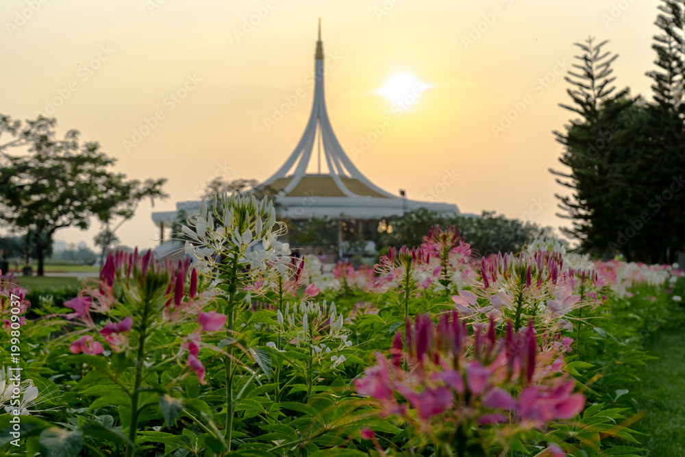 Soft lighting when sunset is get flora beautiful too, Soft lighting when sunset is get flora beautiful too,