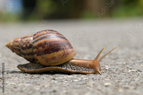A snails walking on concrete ground.