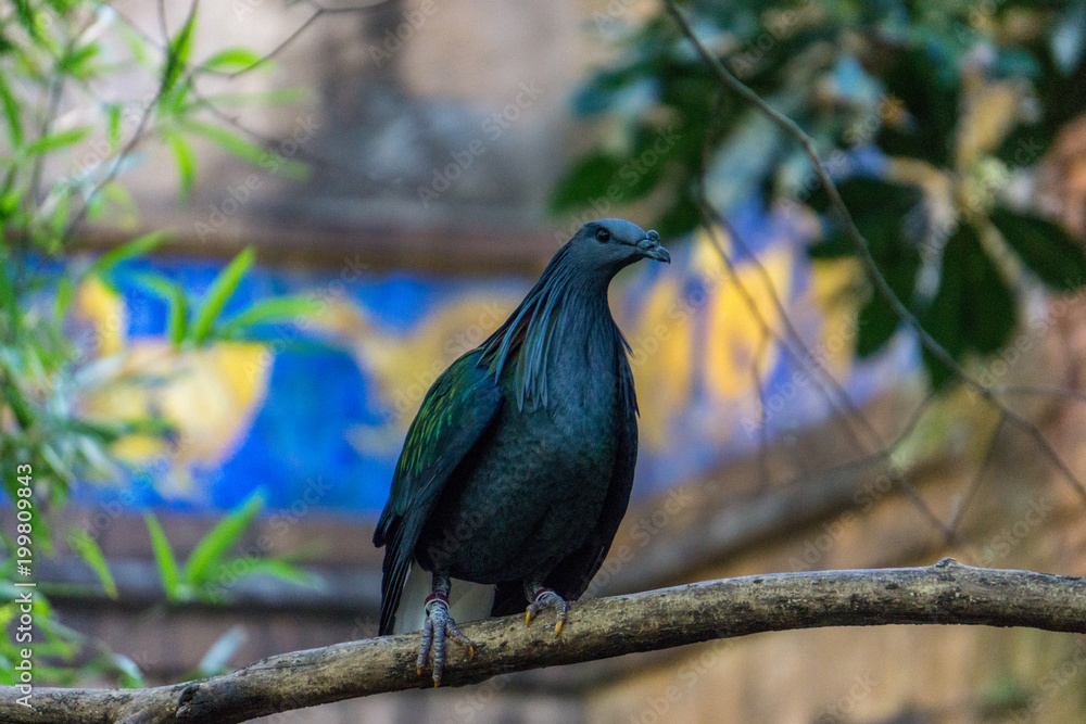 Obraz premium Bird watching