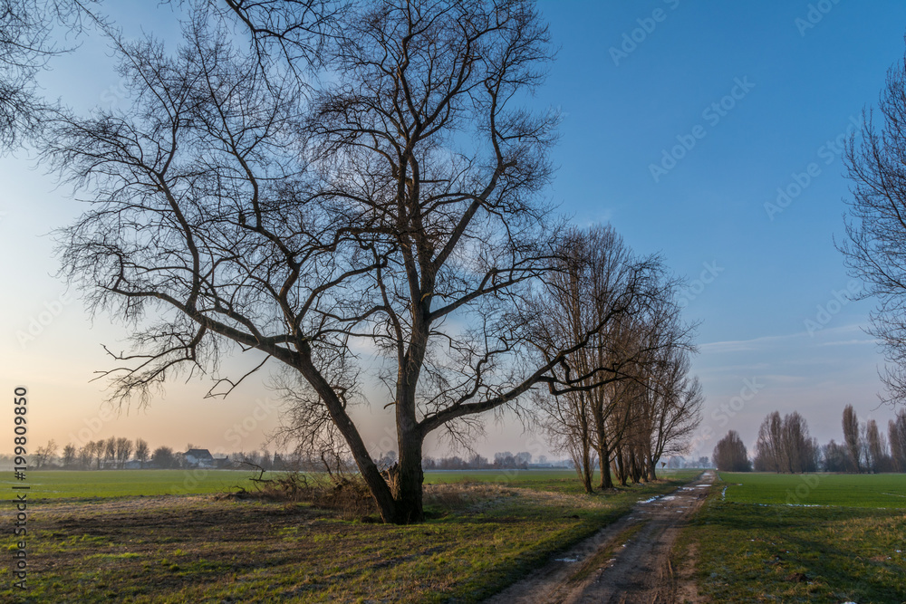 Rheinfeld am Morgen - 5379