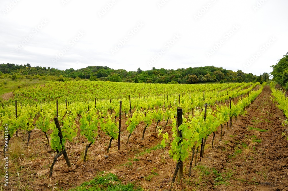 Vineyard with a young vine.