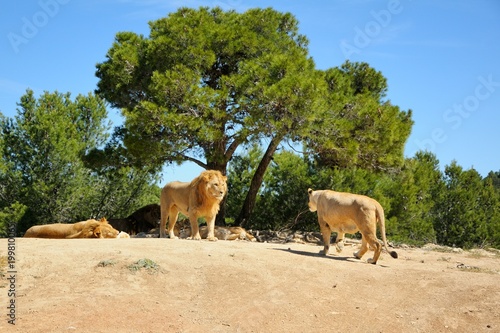 Lion and lioness. Sigean safari park, France. photo