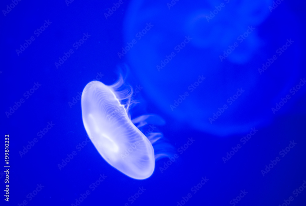 the jellyfish is moving in blue water the jellyfish is moving in blue water