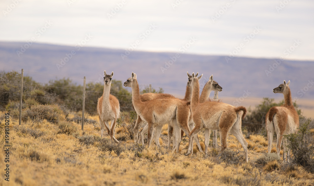 Naklejka premium Guanacos in Patagonia