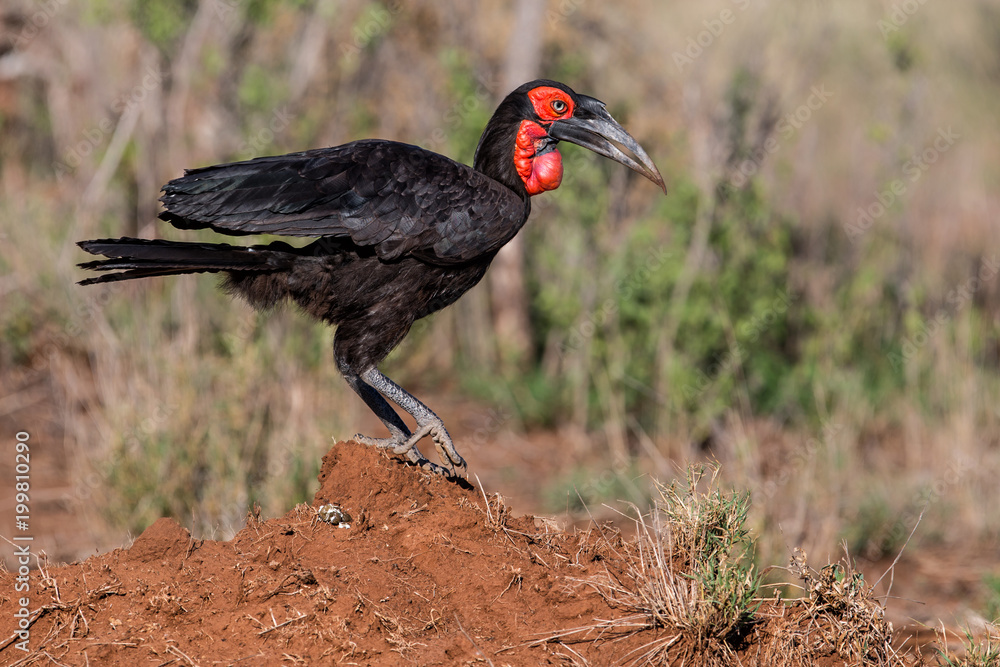 Obraz premium Southern ground-hornbill on an anthill in Krugerpark in South Africa