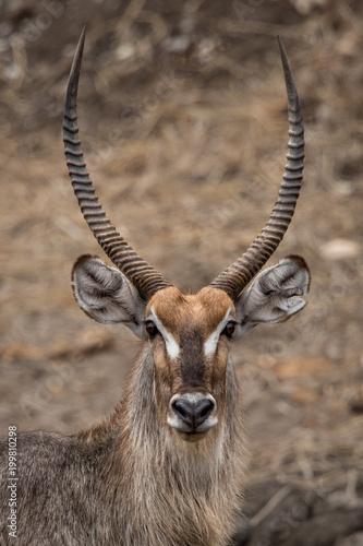 Male waterbuck portrait in Krugerpark in South Africa photo