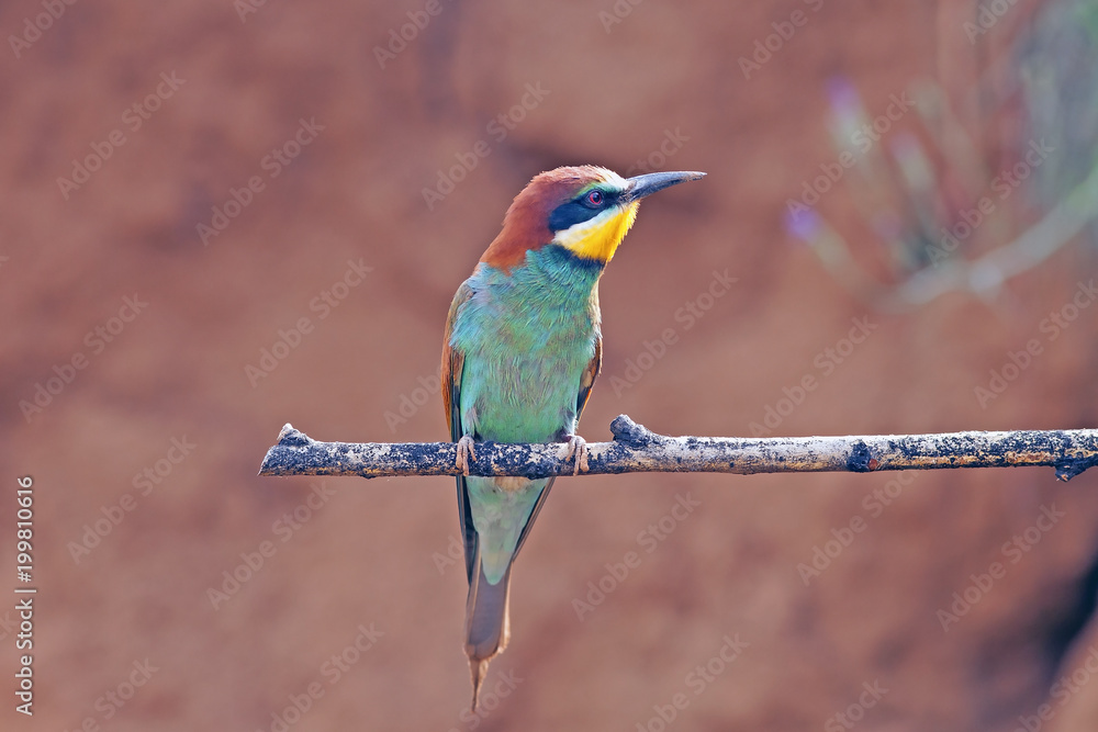 Obraz premium beautiful colorful birds the bee-eaters sitting on a tree branch