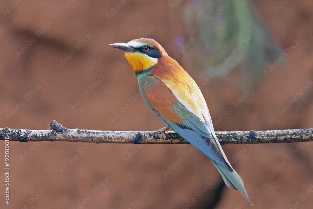 beautiful colorful birds the bee-eaters sitting on a tree branch beautiful colorful birds the bee-eaters sitting on a tree branch