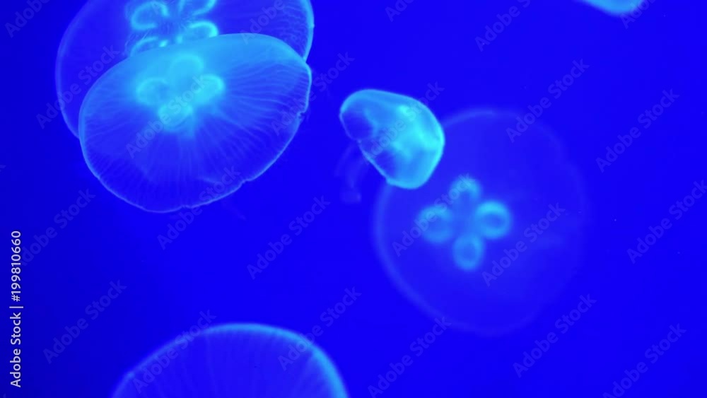 fluorescent jellyfish are moving in blue water fluorescent jellyfish are moving in blue water