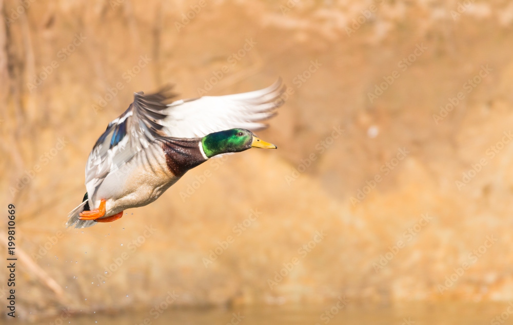 Obraz premium wild duck in flight