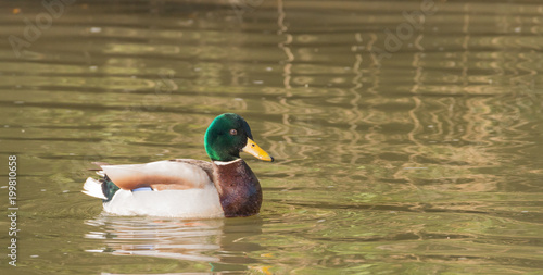 male duck swimming in a river. photo