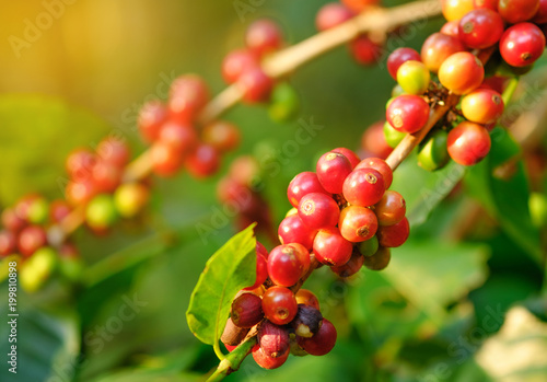 Coffee bean fresh on tree in farm and sunlight effect color