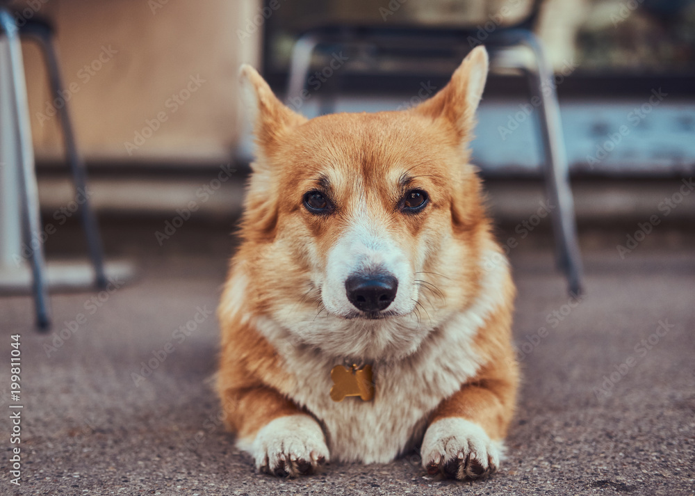 Cute breed Welsh corgi waiting for its owner, outdoors.