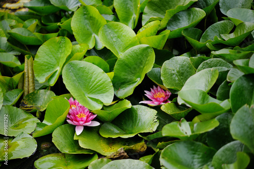 Pink lilies with leaves on the pond.