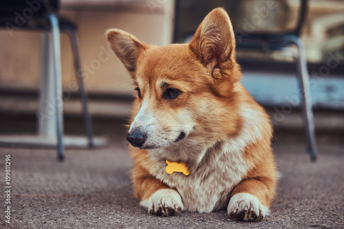 Cute breed Welsh corgi waiting for its owner  outdoors.