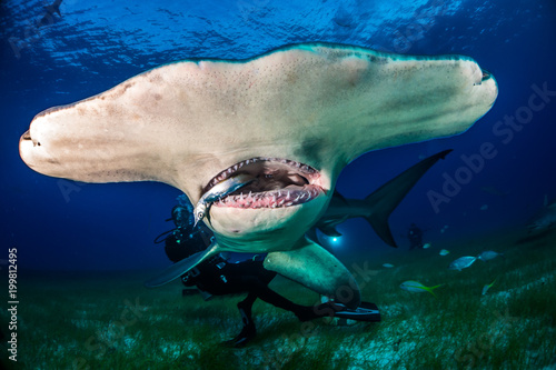 Great Hammerhead shark Bahamas