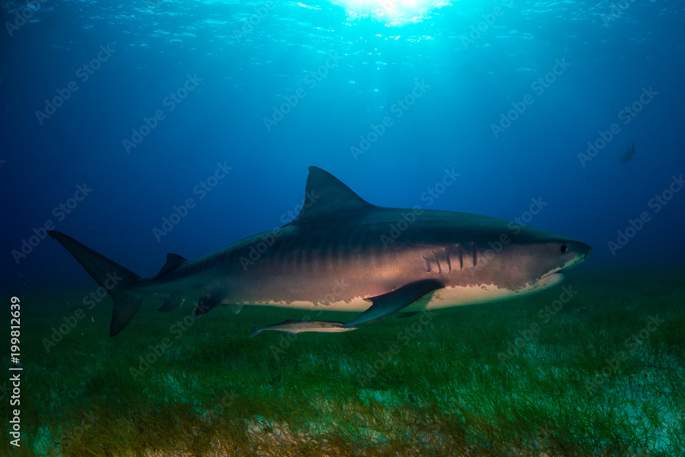 Fototapeta premium Tiger shark Bahamas