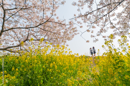 people picnic and enjoy sakura cherry blossom  at kumagaya photo