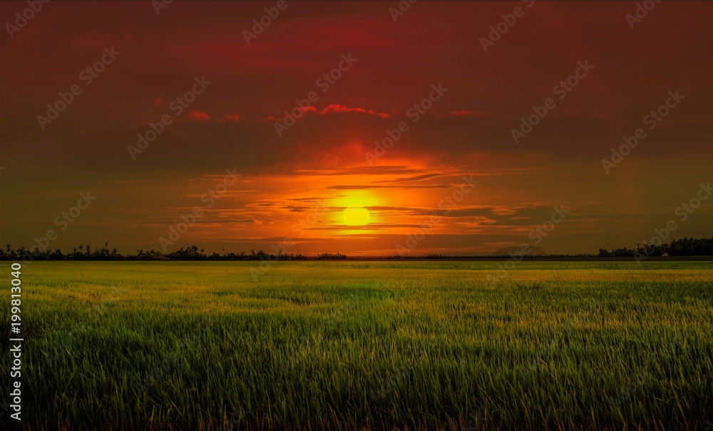 paddy field on the background of sunset