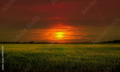 paddy field on the background of sunset