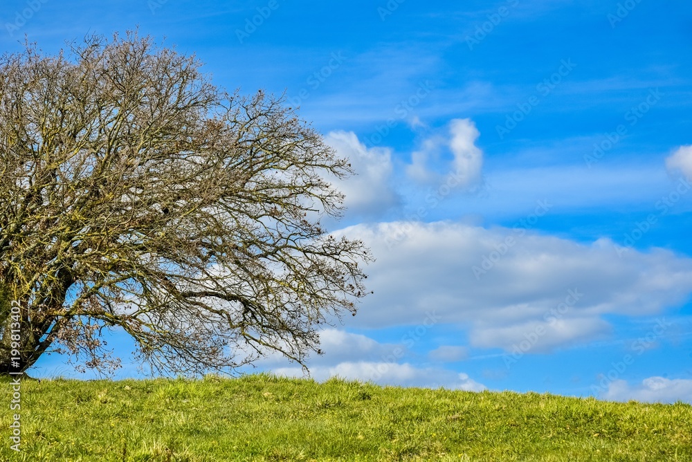 Tree isolated on a green field against blue sky. Tree isolated on a green field against blue sky.