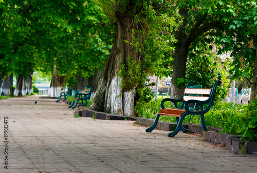 bench in the shade of chestnut alley © Pellinni