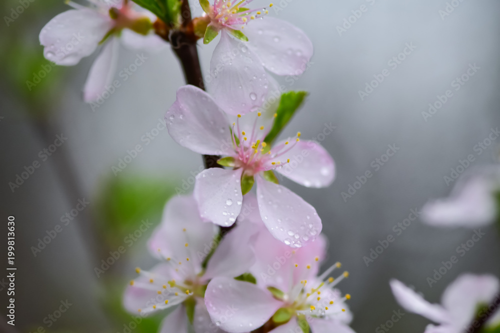 Flowering fruit trees and spring rain. Spring garden in rainy weather. Flowering fruit trees and spring rain. Spring garden in rainy weather.