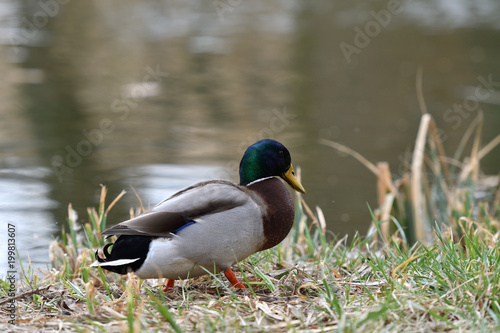 duck sitting in the nest on the grass at river
