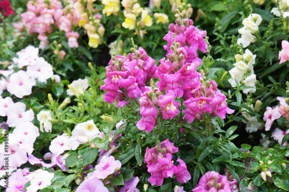 Antirrhinum majus or snapdragon many pink, white and yellow flowers Antirrhinum majus or snapdragon many pink, white and yellow flowers
