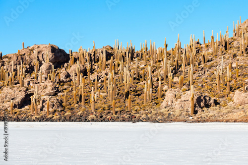 Cactus Island, Uyuni photo