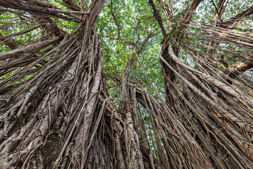 Banyan tree