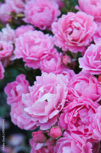 Roses floribunda many pink flowers