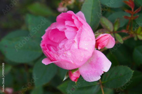 Pink english rose flower head with green foliage