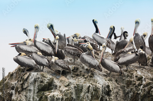 Foto Ballestas Islands, Perù