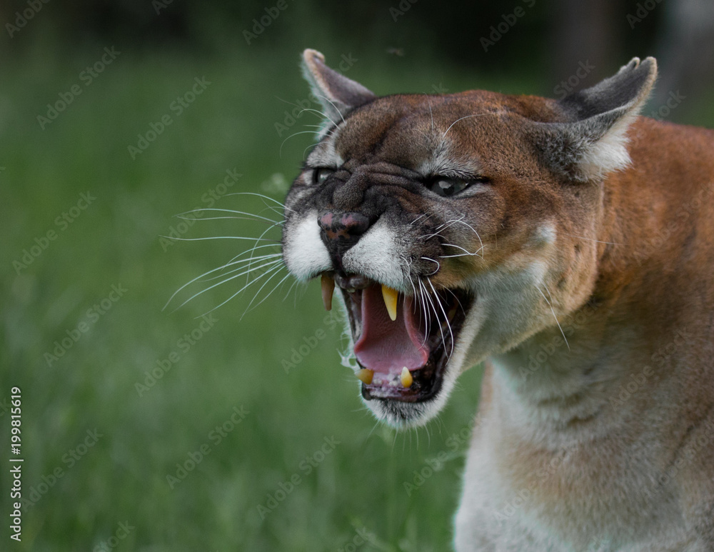 Naklejka premium Mountain Lion Growling