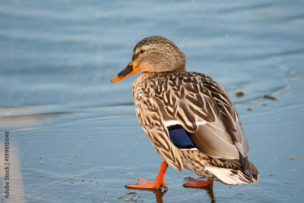 female wild duck (Anas platyrhynchos). Mallard standing on the ice